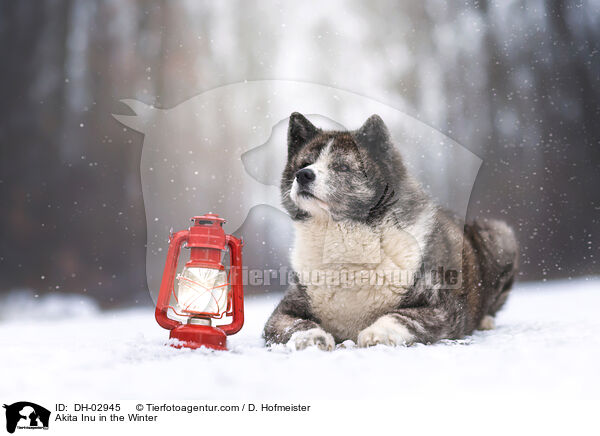 Akita Inu in Winter / Akita Inu in the Winter / DH-02945