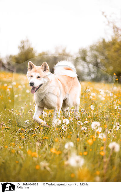 Akita Inu / Akita Inu / JAM-04638