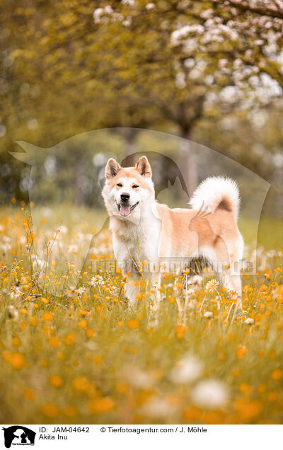 Akita Inu / Akita Inu / JAM-04642