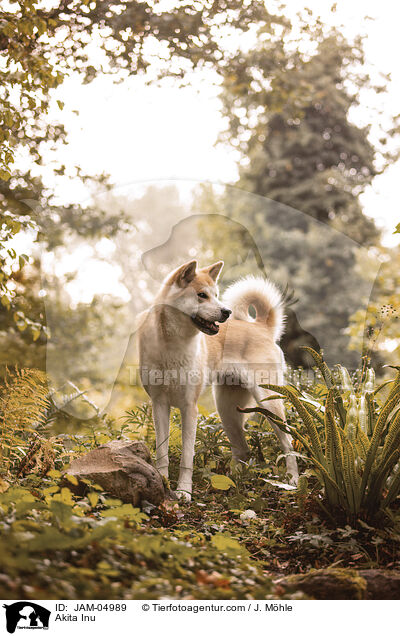 Akita Inu / Akita Inu / JAM-04989