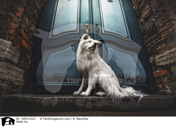 Akita Inu / Akita Inu / KR-01223