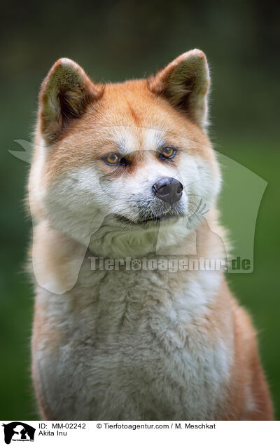 Akita Inu / Akita Inu / MM-02242