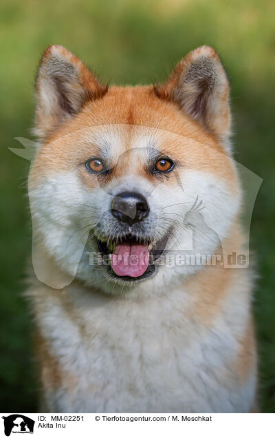 Akita Inu / Akita Inu / MM-02251