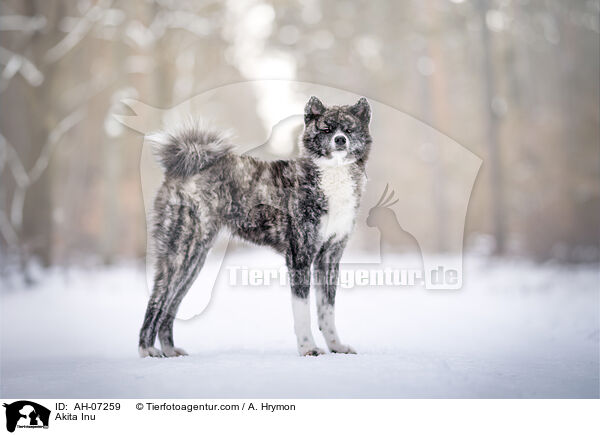 Akita Inu / Akita Inu / AH-07259