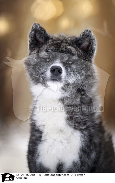 Akita Inu / Akita Inu / AH-07260