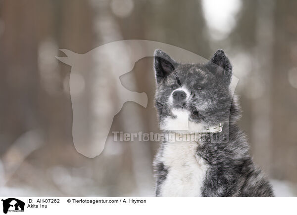 Akita Inu / Akita Inu / AH-07262
