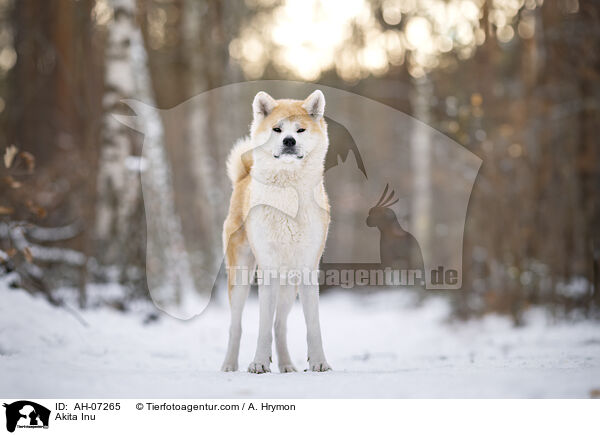 Akita Inu / Akita Inu / AH-07265