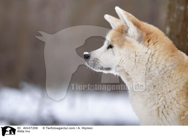 Akita Inu / Akita Inu / AH-07268