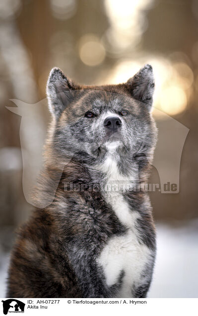 Akita Inu / Akita Inu / AH-07277