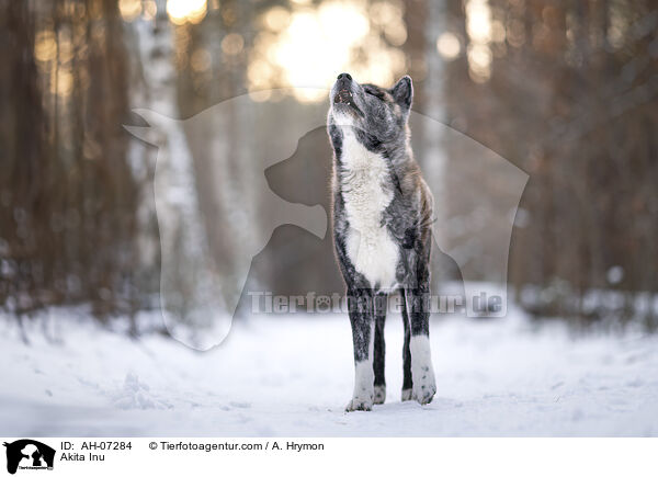 Akita Inu / Akita Inu / AH-07284