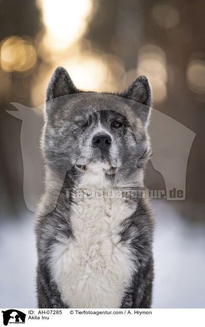 Akita Inu / Akita Inu / AH-07285
