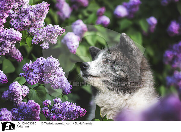 Akita Inu / Akita Inu / DH-03385