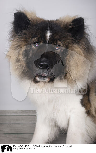 langhaariger Akita Inu / longhaired Akita Inu / NC-03450