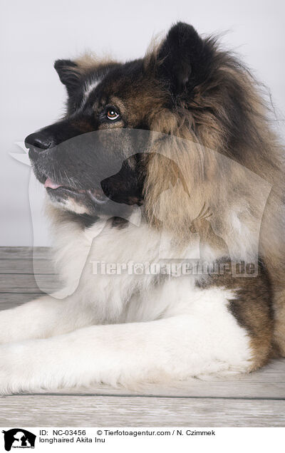 langhaariger Akita Inu / longhaired Akita Inu / NC-03456