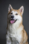 Akita Inu Portrait
