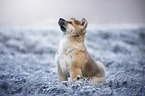 Akita Inu puppy