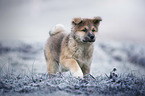 Akita Inu puppy