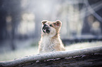 Akita Inu puppy