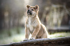 Akita Inu puppy