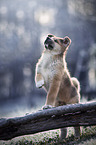 Akita Inu puppy