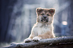 Akita Inu puppy