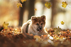 Akita Inu puppy