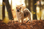 Akita Inu puppy