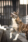 walking Akita Inu