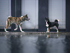 2 dogs
