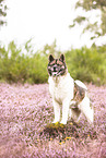 Akita Inu in the heather