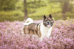 Akita Inu in the heather