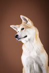 Akita Inu Portrait