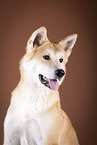 Akita Inu Portrait