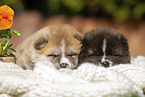Akita Inus