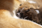 Akita Inus