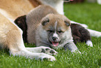 Akita Inus