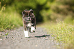 running Akita Inu puppy