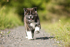 running Akita Inu puppy