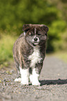 Akita Inu puppy