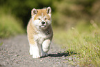 running Akita Inu puppy