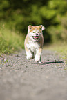 running Akita Inu puppy