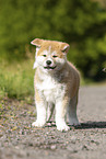 Akita Inu puppy
