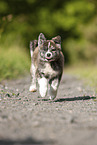 running Akita Inu puppy
