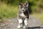 running Akita Inu puppy