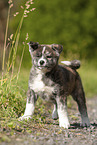 standing Akita Inu
