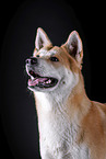 Akita Inu Portrait