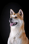 Akita Inu Portrait