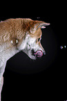 Akita Inu Portrait