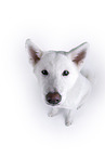 white Akita Inu in front of white background