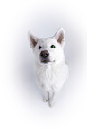white Akita Inu in front of white background